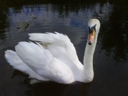 A Swan On The Canal Wallpaper