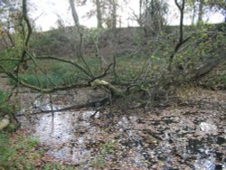 The Basingstoke Canal Wallpaper