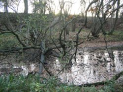 The Basingstoke Canal Wallpaper