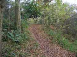 Around Basingstoke Canal - Up Nately Wallpaper