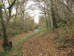 Basingstoke Canal Wallpaper