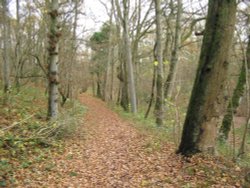 Towpath Basingstoke Canal Wallpaper