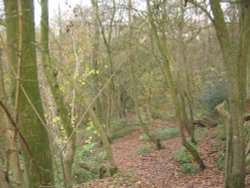 Path leading away from Basingstoke Canal Wallpaper