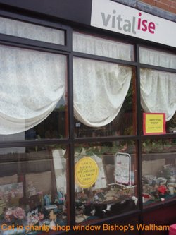 Cat in charity shop window Bishop's Waltham