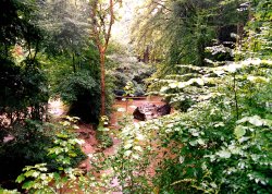 Flooded woodland near Cheddar Wallpaper