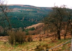 A walk through Mynydd Du Forest near Abergavenny Wallpaper