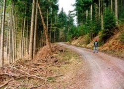 A walk through Mynydd Du Forest near Abergavenny Wallpaper