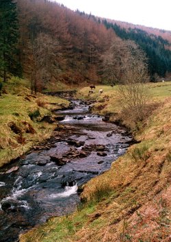 A walk through Mynydd Du Forest near Abergavenny