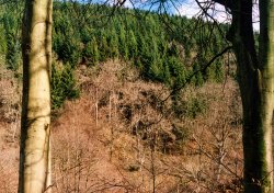 A walk through Mynydd Du Forest near Abergavenny