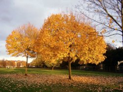 Dovecote Lane Park Wallpaper