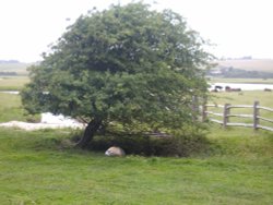 Tree near The Seven Sisters Wallpaper