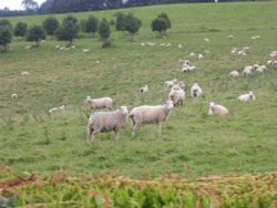 Ugbrooke Sheep