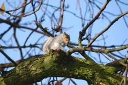 Squirrel resting on tree branch Wallpaper