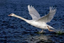 Mute Swan