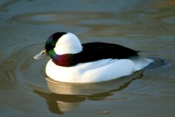 Bufflehead Duck male Wallpaper