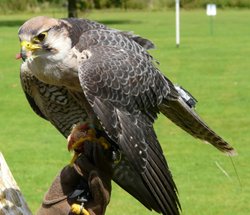 Audley End House  (Hawk) Wallpaper