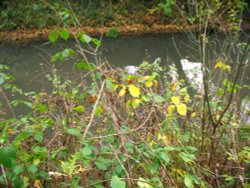 Basingstoke Canal Wallpaper