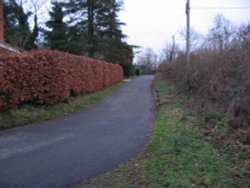 Beech hedge Wallpaper