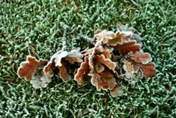 Frost on fallen leaf cluster at Nidd. Wallpaper