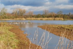 Cossington Meadows Wallpaper