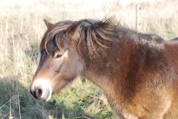 Exmoor Pony Wallpaper