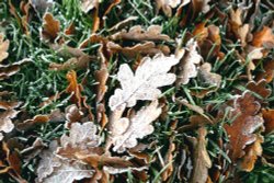 Frost on fallen leaves at Nidd. Wallpaper