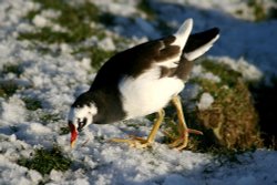 A 'Sue's Pied Moorhen'.