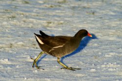 Moorhen. Wallpaper