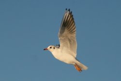 Black Headed Gull winter plumage. Wallpaper