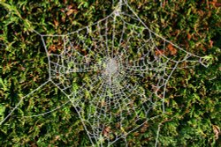 Cobweb