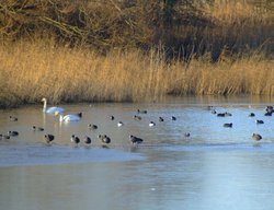 Bewicks swans.....cygnus columbianus Wallpaper