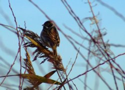 Reed bunting....emberiza schoeniclus