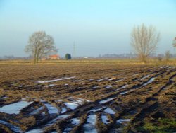 Icy puddles in the field