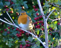 Robin....erithacus rubecula