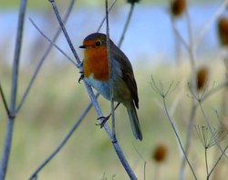 Robin....erithacus rubecula Wallpaper