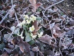 Primroses (early or late?) with frost Wallpaper