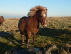 Dartmoor Pony Wallpaper