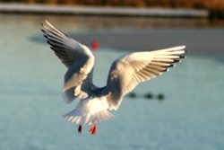 Black Headed Gull. Wallpaper