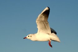 Black Headed Gull Wallpaper