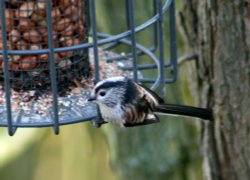 Long Tail Tit