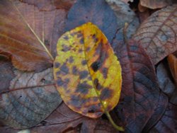 Damp Leaves Wallpaper