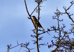 Redwing....turdus iliacus Wallpaper