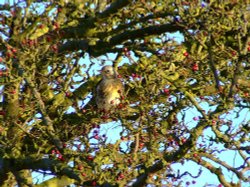 Fieldfare....turdus pilaris Wallpaper