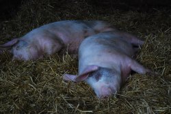 Sleeping pigs