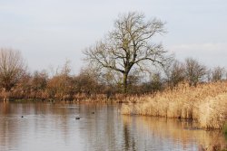 Cossington Meadows Wallpaper