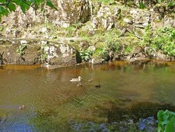 Ducks on the River Wear Wallpaper