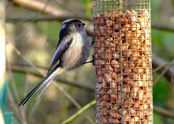 Long-tailed tit....aegithalos caudatus Wallpaper