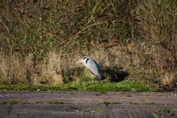 Heron at the side of the canal