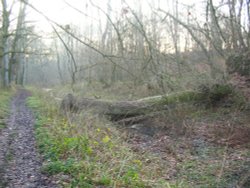 Basingstoke Canal Wallpaper