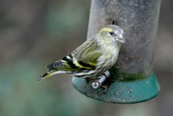 Siskin. Wallpaper